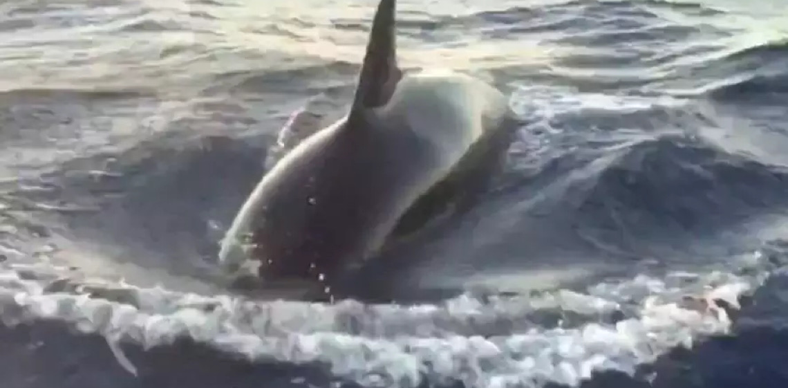 Grupo de sete orcas afunda barco de família no Oceano Atlântico