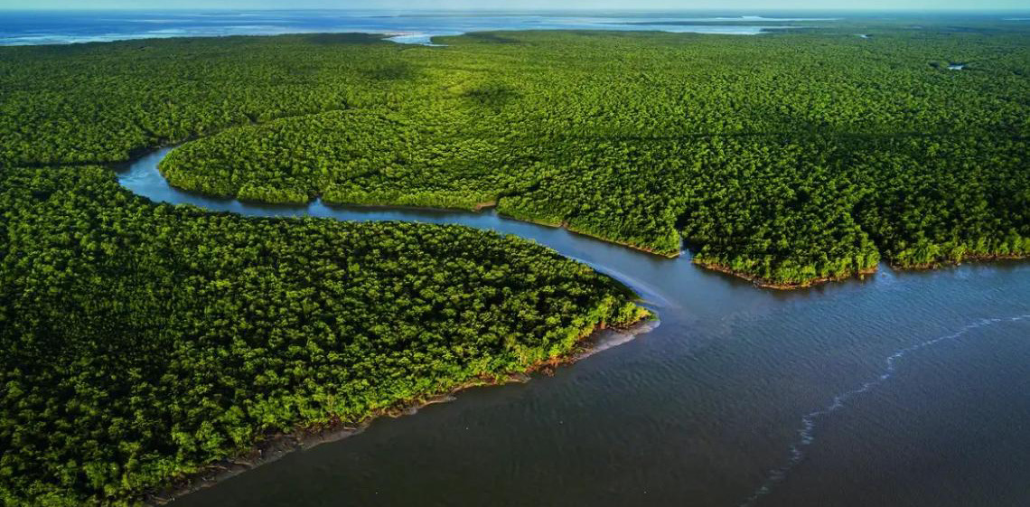 Exposição no CCBB RJ destaca importância e riqueza dos manguezais