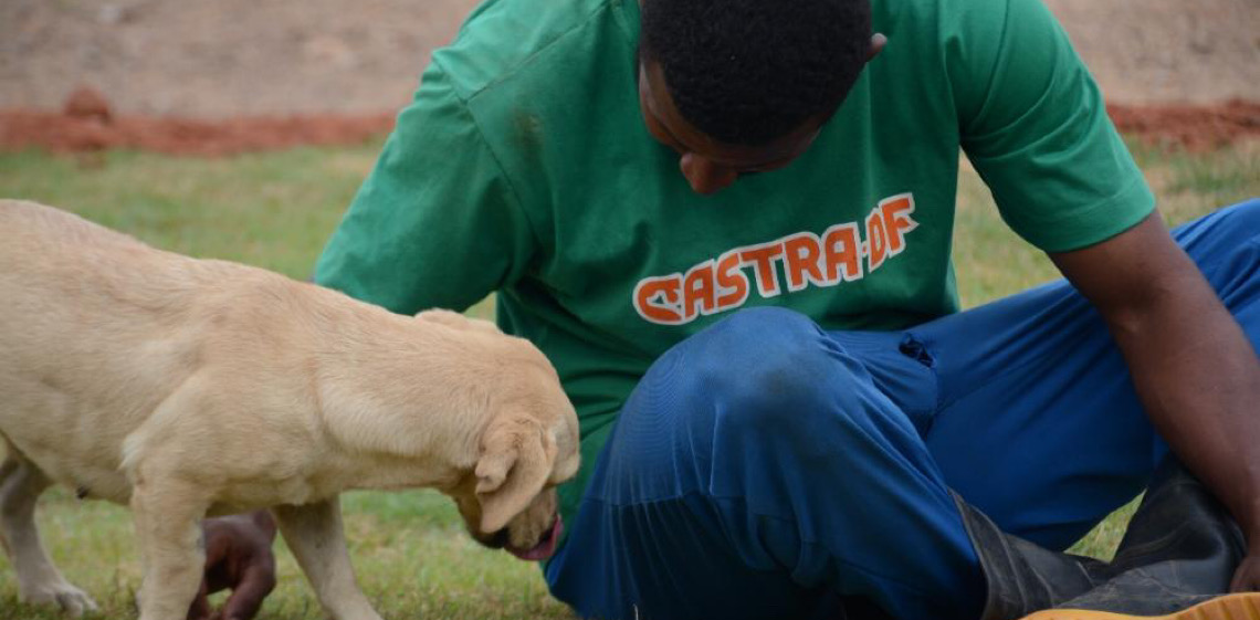 Segunda edição de evento de adoção busca novos lares para cães do Castra-DF