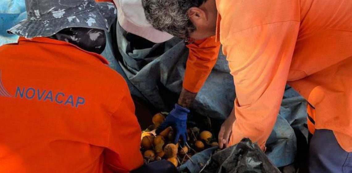 Coleta de sementes auxilia na preservação do Cerrado