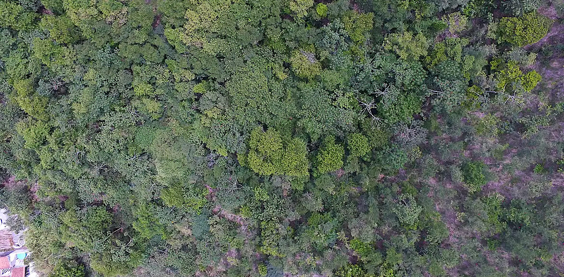 Exposição digital mostra vida nos seis biomas brasileiros 