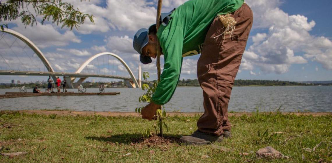 Edital de R$ 3,8 milhões prevê manutenção e monitoramento de áreas em recuperação no Cerrado
