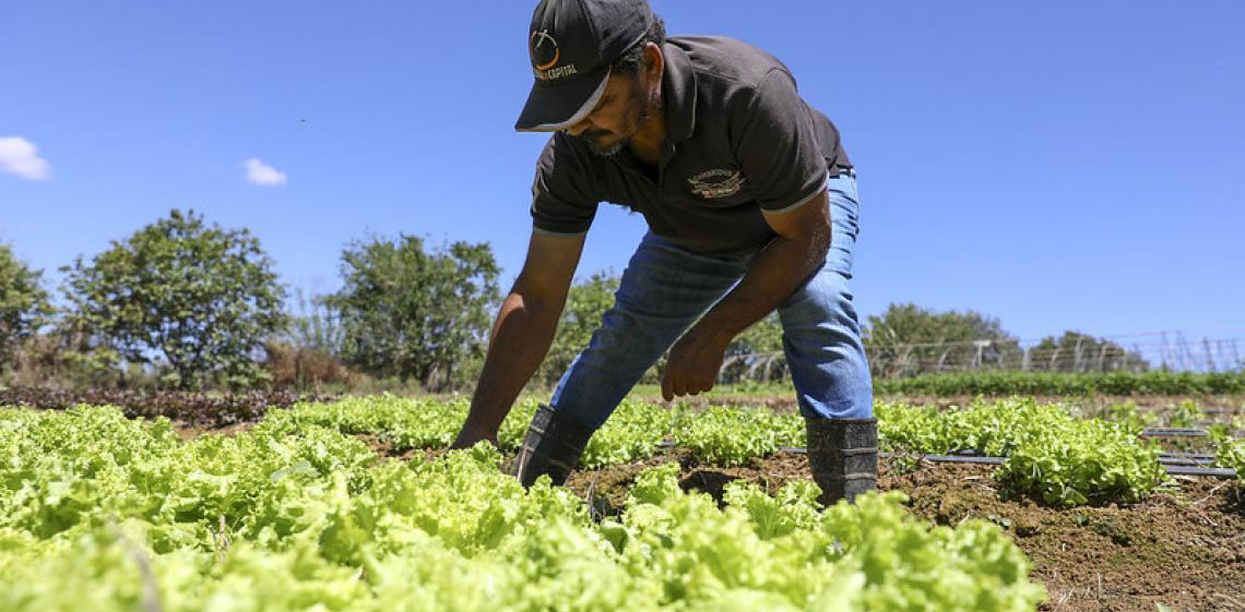 Governo do Distrito Federal impulsiona crédito agrícola com investimento de R$ 8 milhões