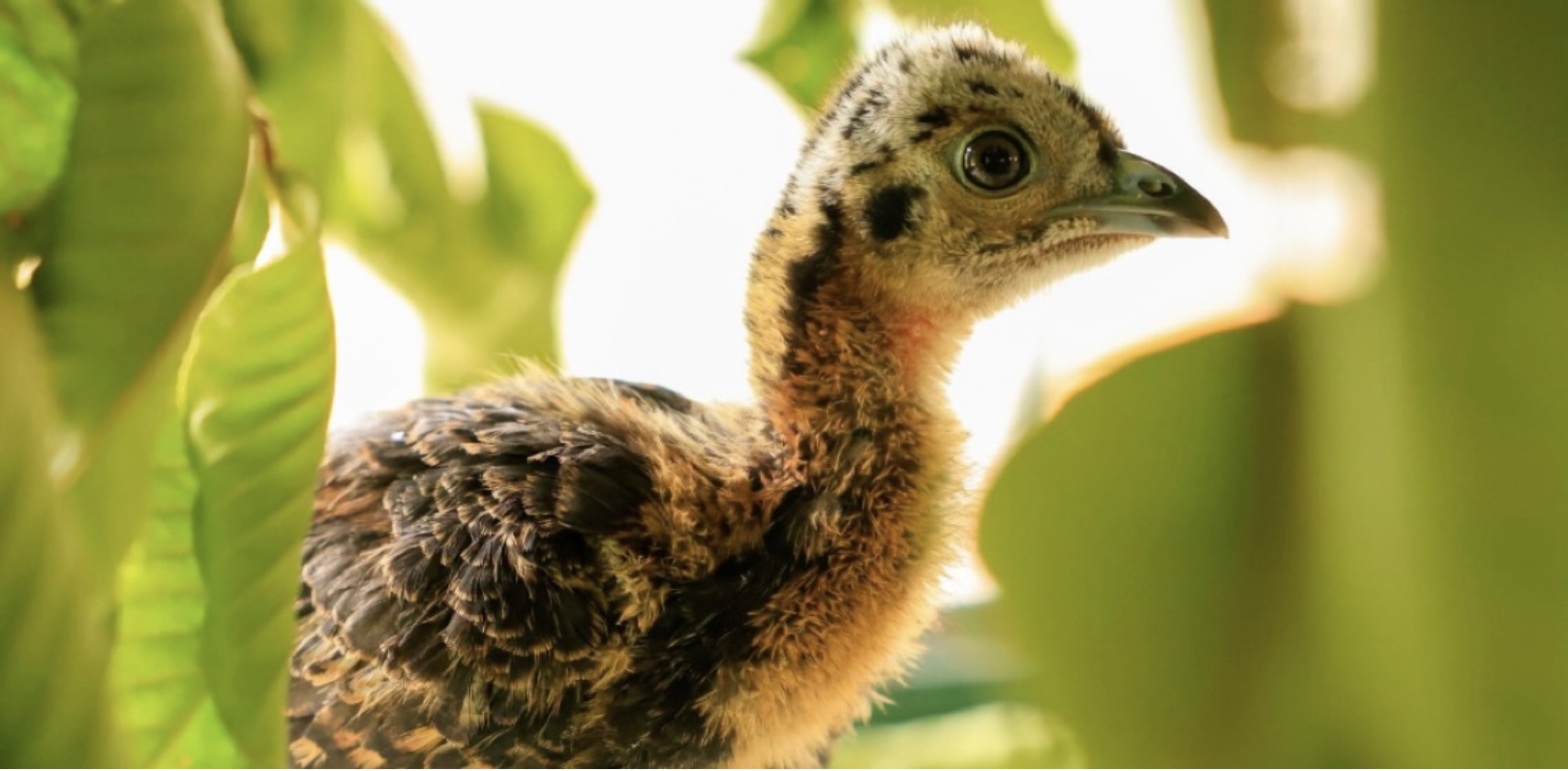 Dois filhotes de jacutinga nascem no Zoológico de Brasília, espécie da Mata Atlântica