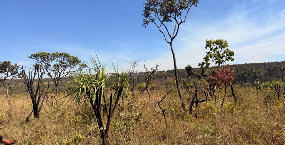 Governo do DF apresenta ações de proteção do Cerrado na COP 30, em Belém