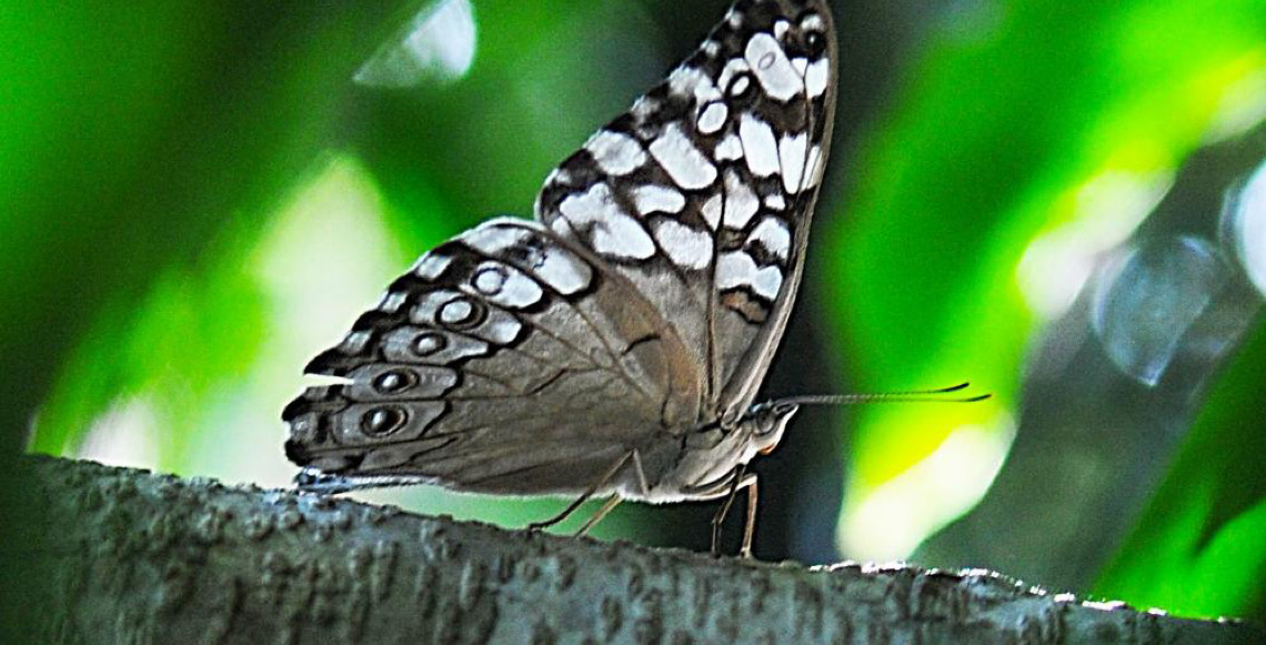 Borboletário do Zoológico de Brasília celebra 20 anos com programação especial
