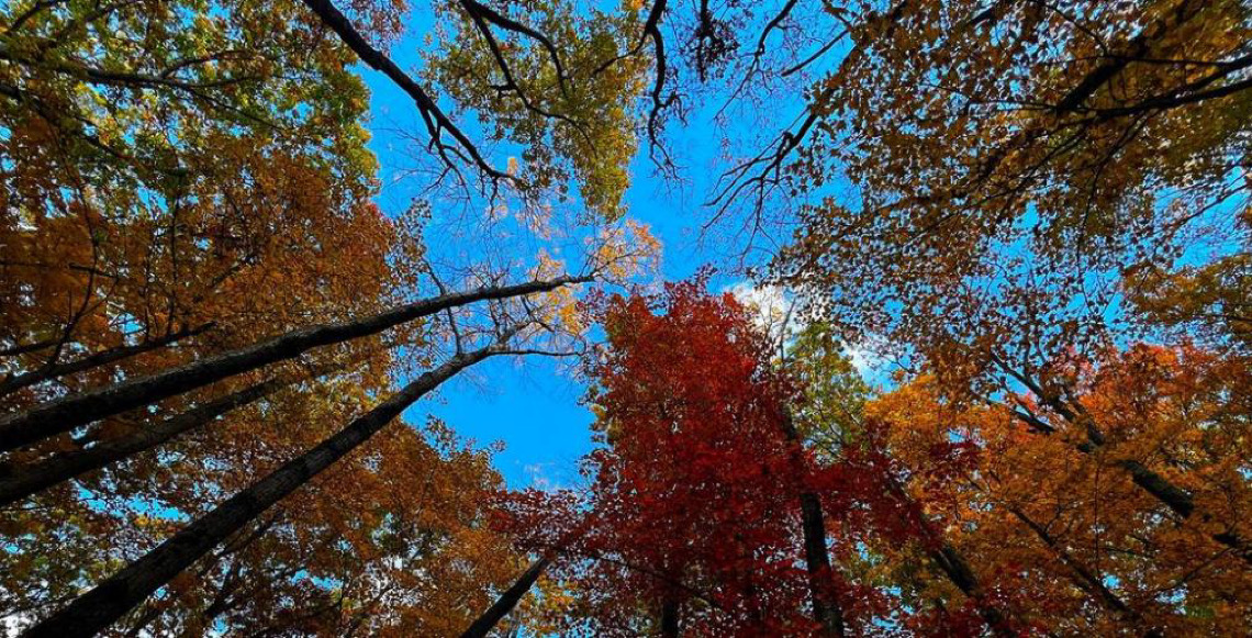 Florestas podem ser chave para combater desemprego e promover riqueza