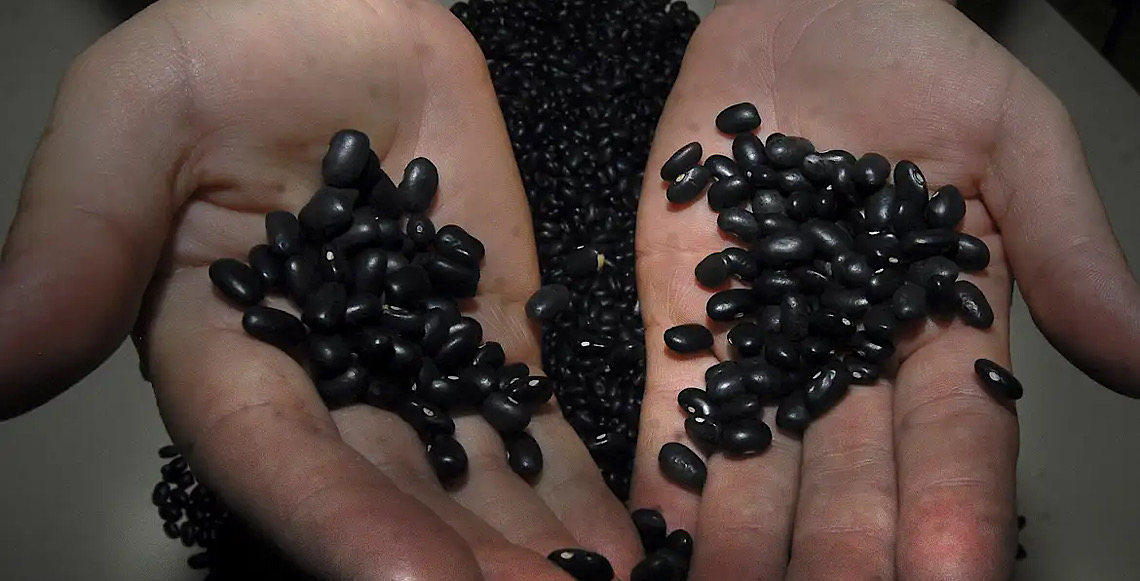 Brasil abre mercado de feijão preto do Líbano