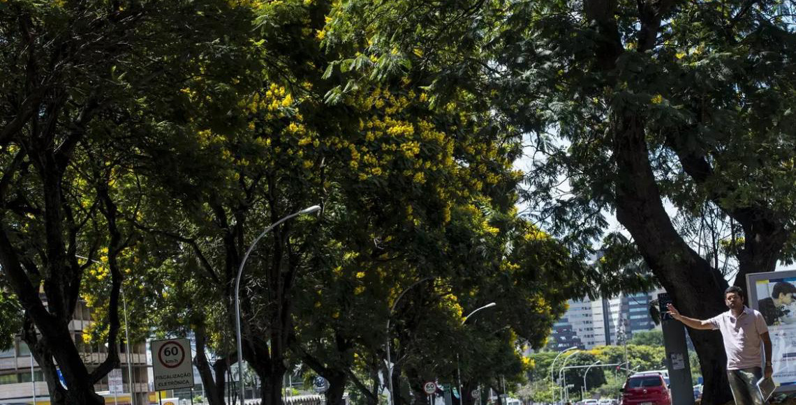 Brasil lança plano nacional para aumentar arborização urbana, durante a COP30