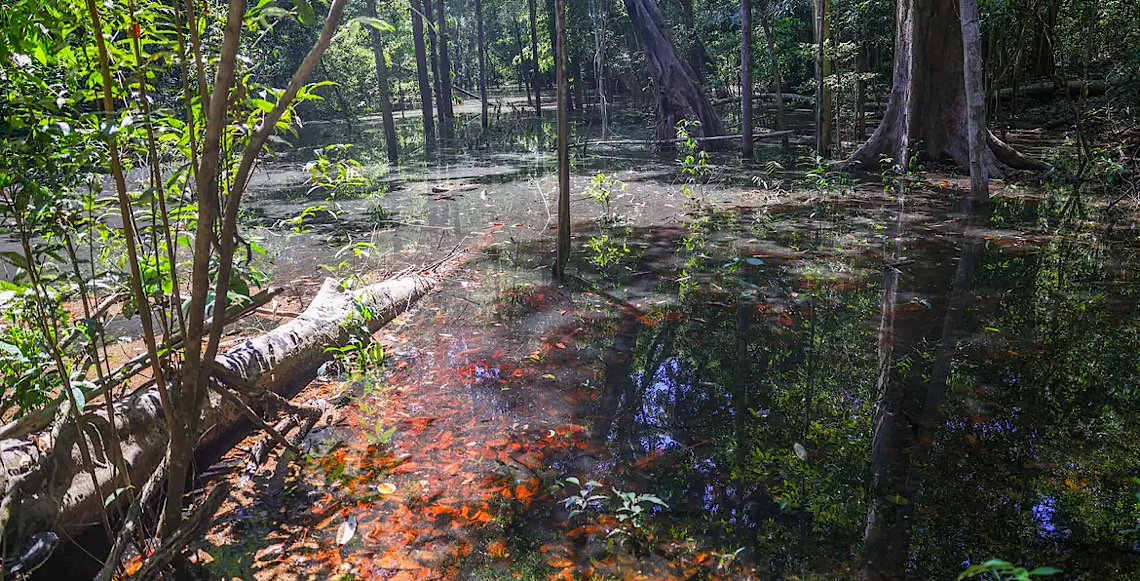 Dinossauros viveram na Amazônia, descobrem pesquisadores de Roraima 
