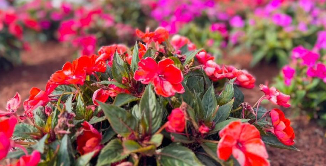 Chuvas deixam os canteiros ornamentais do Distrito Federal ainda mais belos