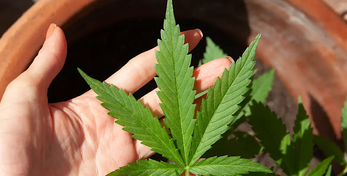 STJ adia prazo para regulamentação do plantio de cannabis medicinal 