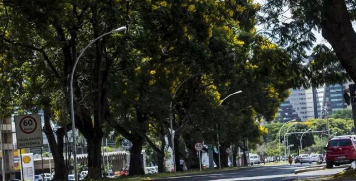 Brasil lança plano nacional para aumentar arborização urbana, durante a COP30