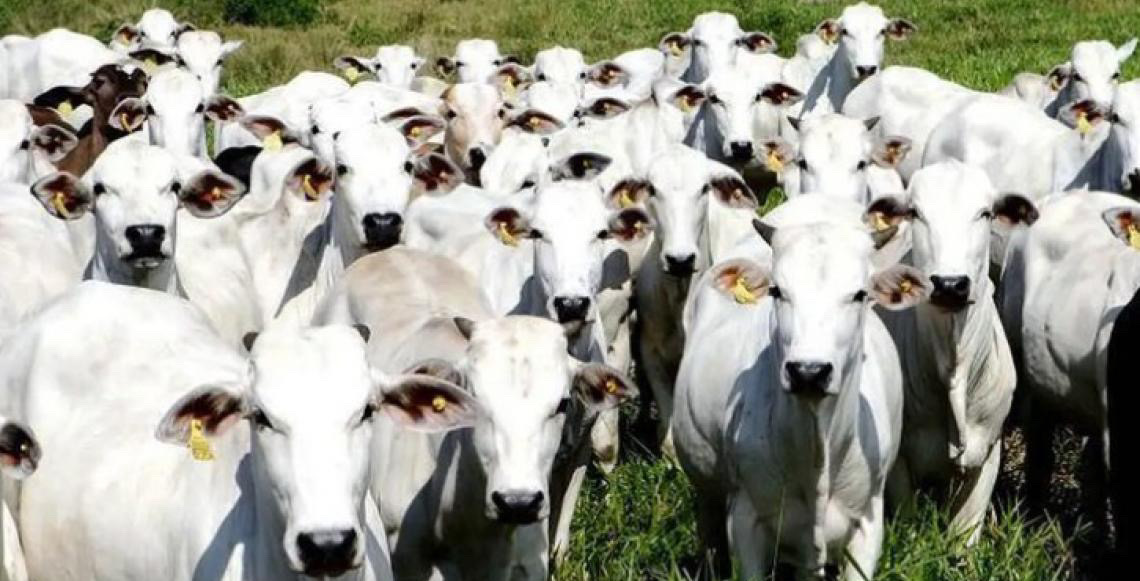 Como seria um mundo sem gado? Filme exibido na COP 30 tenta responder