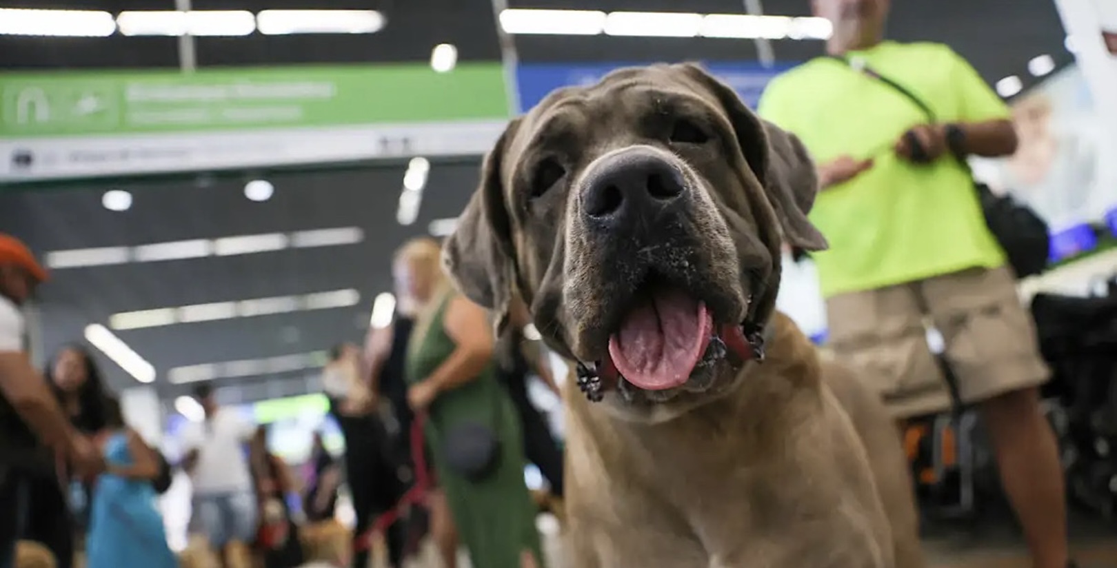 STF suspende lei sobre transporte aéreo de animais de apoio emocional 