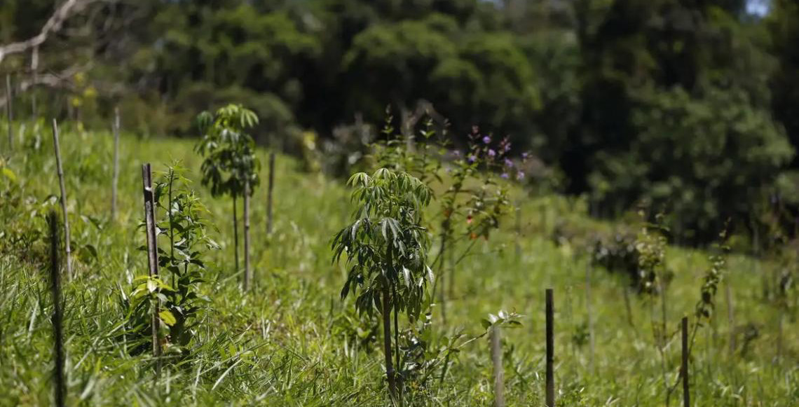 Revisão do IBGE: Mata Atlântica perde 1% de área e Cerrado ganha 1,8%