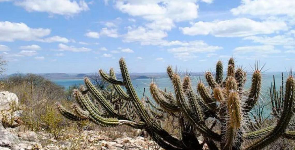 Bancos de desenvolvimento brasileiros reúnem R$ 100 milhões para preservar a Caatinga