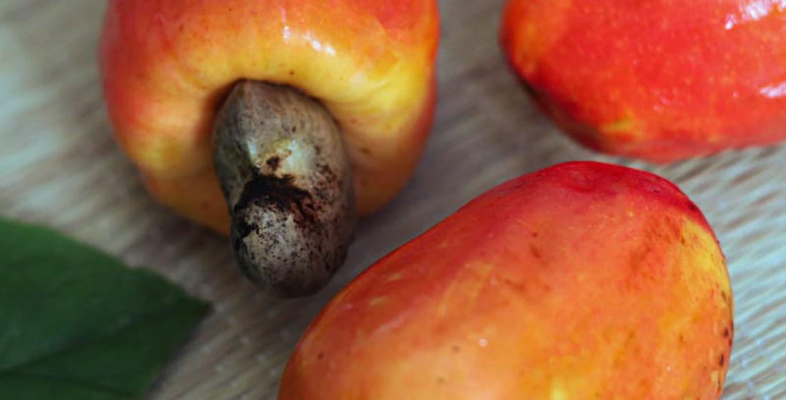 Caju: Benefícios para a saúde, produtividade agrícola e importância da castanha