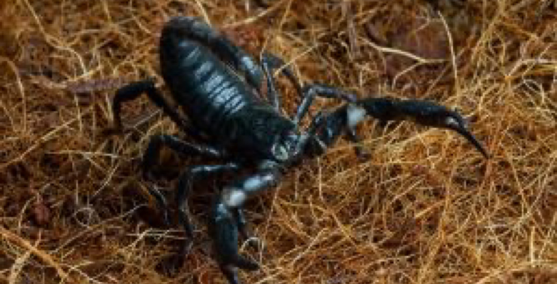 Escorpiões: Cartilha orienta hospitais para atendimento de casos