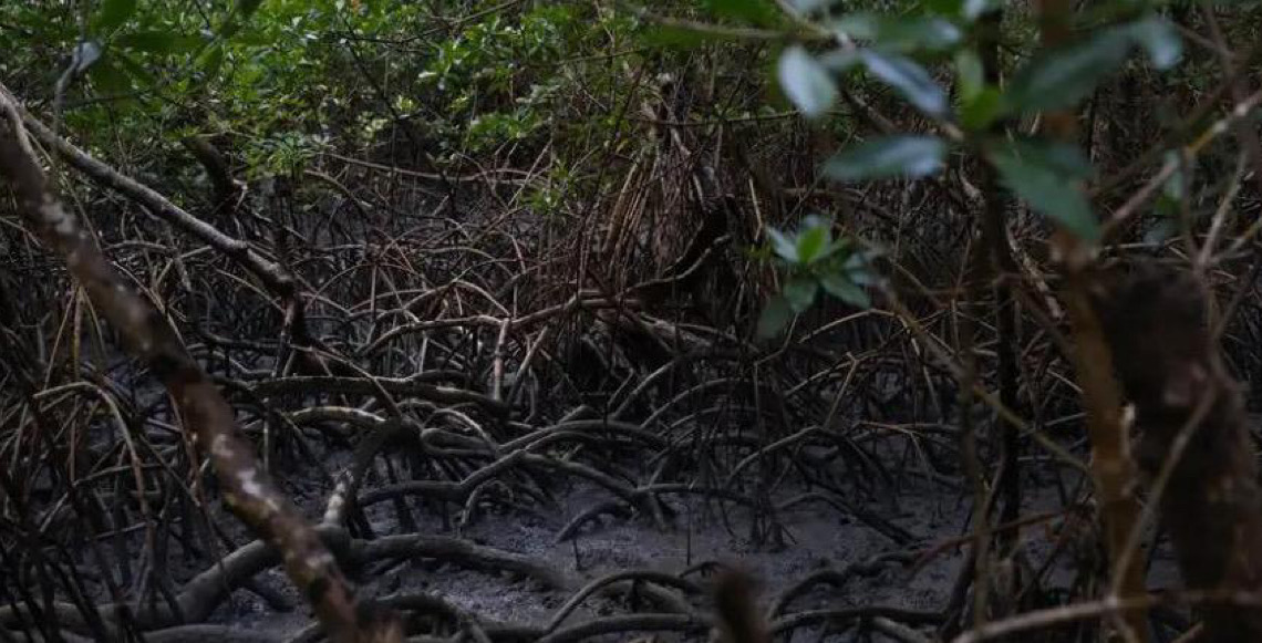 Pacto global para proteger manguezais tem adesão de 46 governos