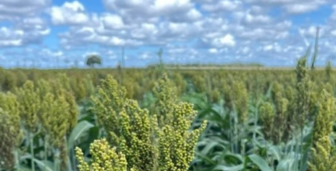 Boa Safra conquista liderança nacional em produtividade de sorgo
