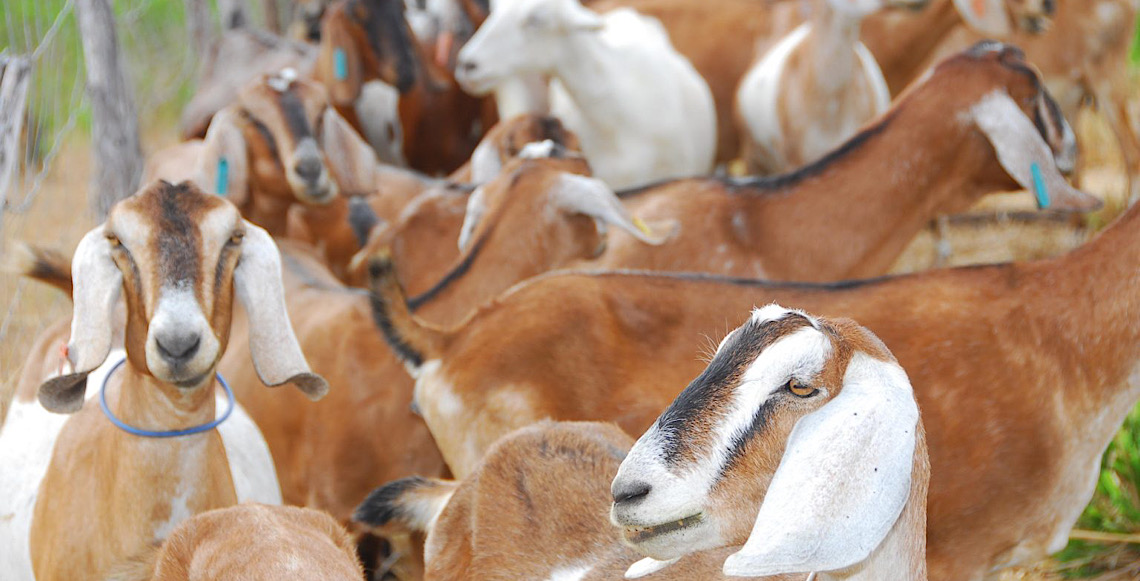 Ceará investe em carne halal de caprinos e ovinos