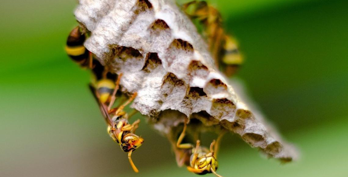 Pesquisa revela benefícios do veneno das vespas em novos medicamentos para doenças neurodegenerativas