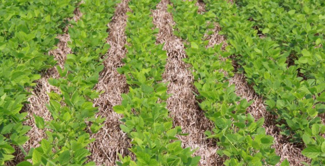 Embrapa: Manejo sustentável diminui riscos e barateia seguro para a soja