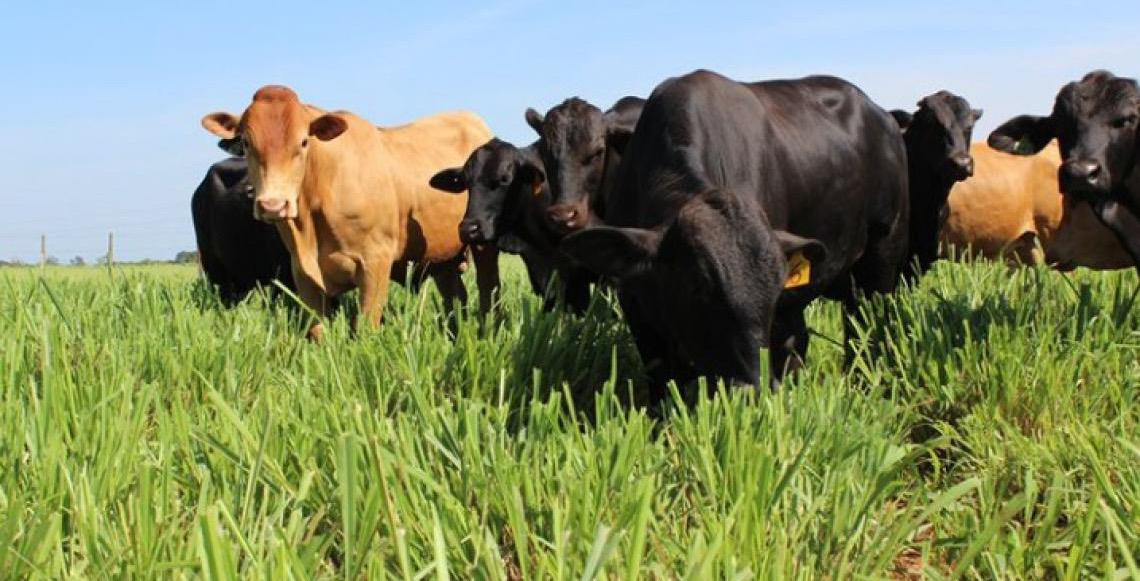 Carne Baixo Carbono fortalece a pecuária sustentável
