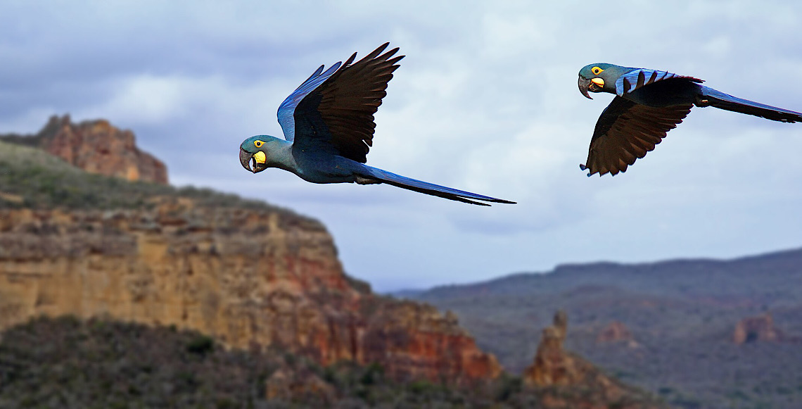 Todas as ararinhas-azuis soltas por projeto que tenta salvar espécie estão infectadas com vírus letal, diz governo