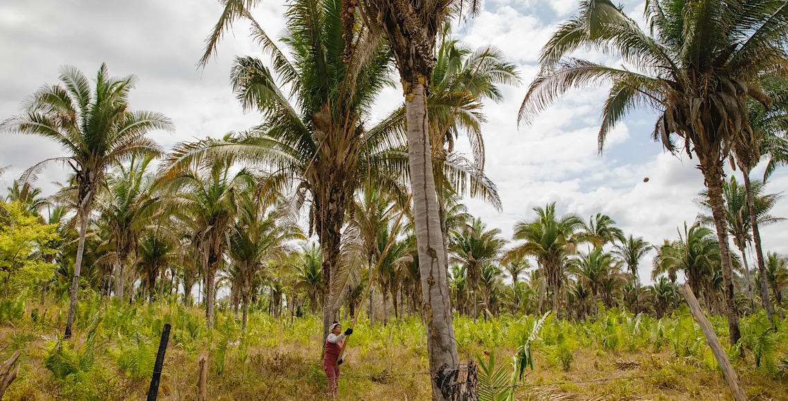 Chuva de agrotóxicos põe em risco produção orgânica das quebradeiras de coco babaçu: ‘Está poluindo os nossos cocais’
