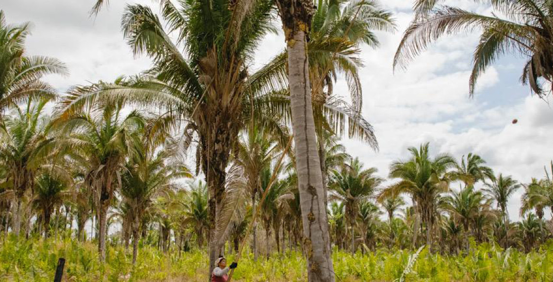 Agrotóxico põe em risco produção das quebradeiras de coco babaçu: ‘Está poluindo os nossos cocais’