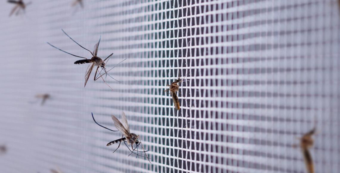 Chuvas intensas e calor acendem alerta para o combate ao mosquito da dengue no DF