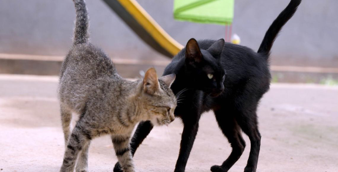 Governo do Distrito Federal leva conscientização sobre abandono animal às escolas públicas