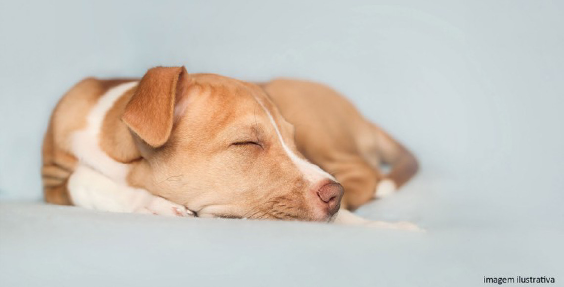 Empresa de adestramento é condenada pela Justiça do DF a indenizar tutor por morte de animal