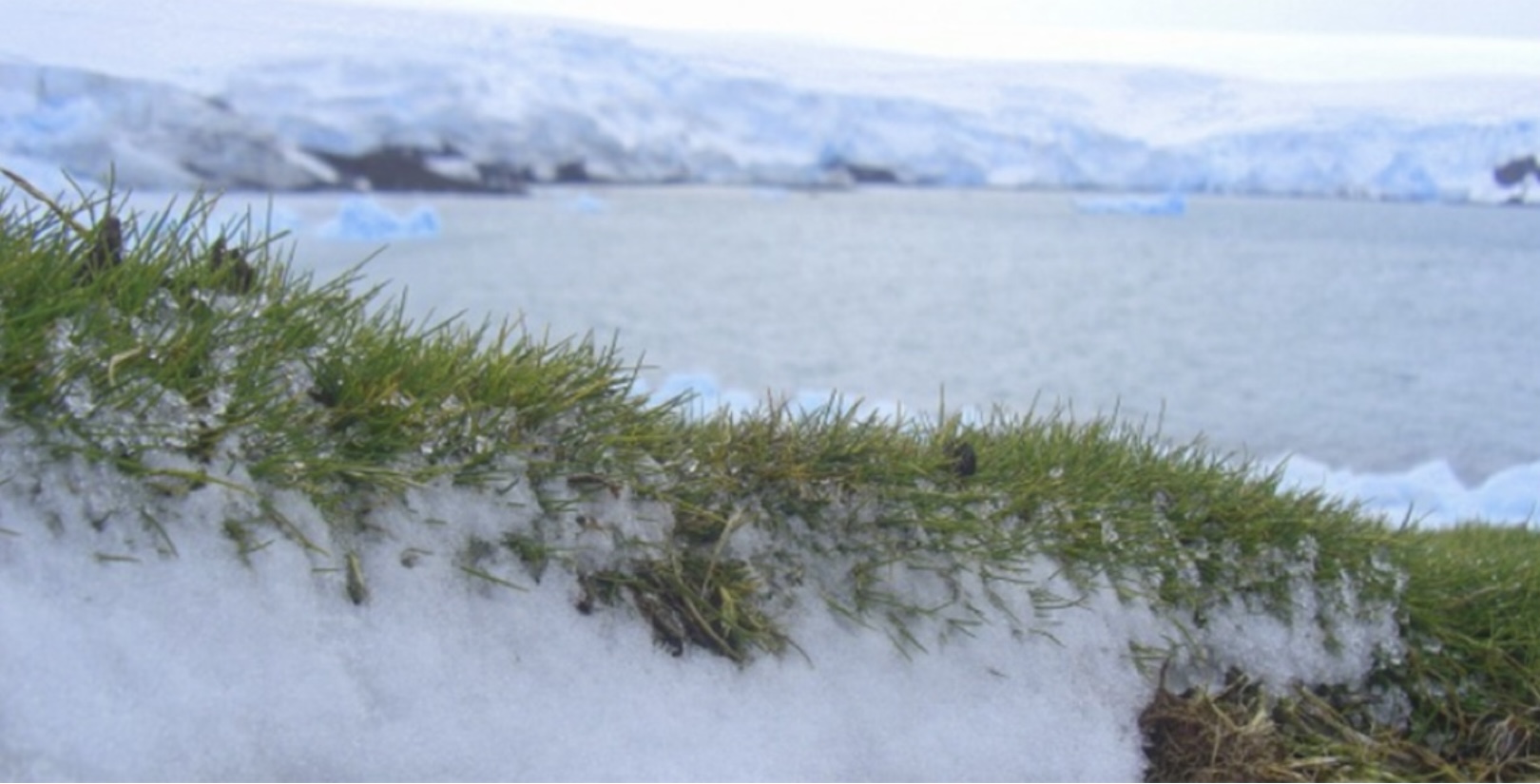 Descoberta brasileira revela extensão de áreas livres de gelo e vegetação na Antártica