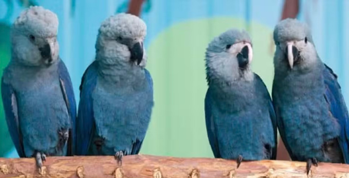Polícia Federal deflagra operação para investigar surto de vírus letal em ararinhas-azuis na Bahia