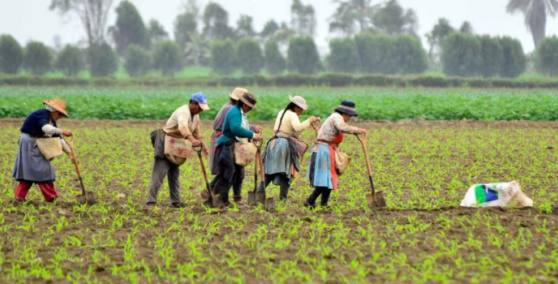 80% dos trabalhadores rurais da AL ainda estão na informalidade