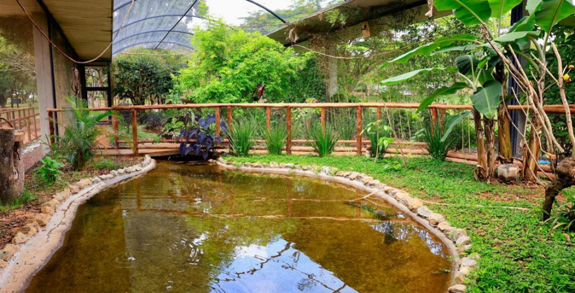 Jardim Zoológico de Brasília celebra 68 anos com programação especial e entrada gratuita