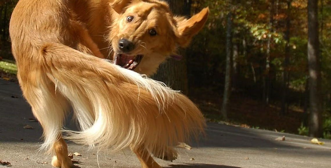 Por João Zisman: Cada vez mais ávido por dinheiro, governo corre atrás do próprio rabo