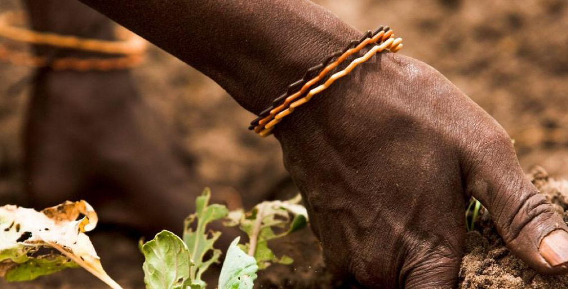 Gestão sustentável da terra é decisiva para alimentar 10 bilhões