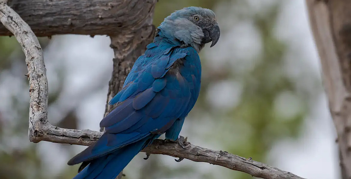 Defesa destaca que o Criadouro Ararinha-azul mantém protocolos rígidos nos cuidados com os animais e confia nas investigações das autoridades