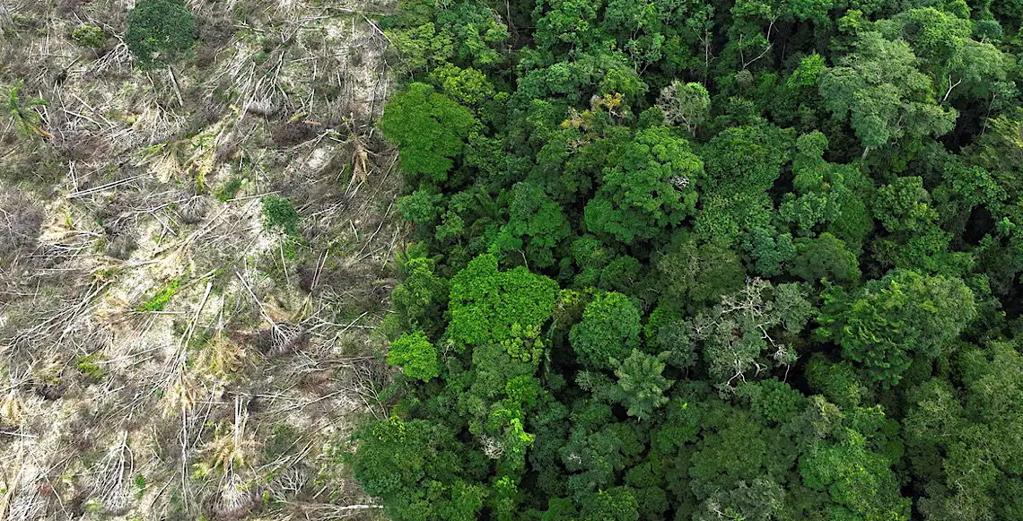 No Amazonas, 62% da exploração madeireira é feita ilegalmente 