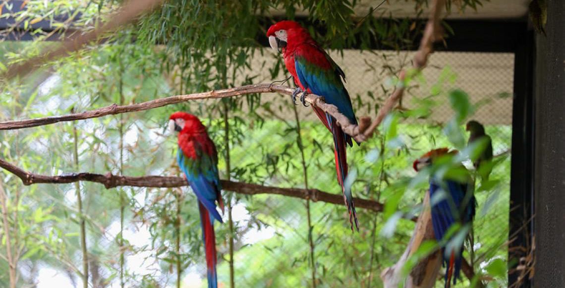 Zoológico de Brasília comemora 68 anos com programação especial e experiência inédita de imersão em aviário