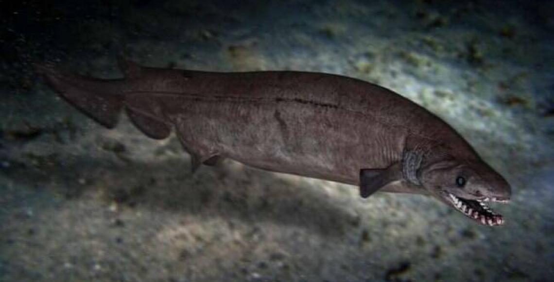 Cientistas encontram fóssil de um tubarão de 8 metros que viveu há 115 milhões de anos
