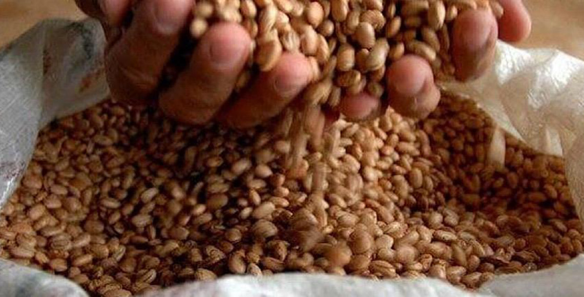 Brasil abre mercados agrícolas com novos acordos com Índia e Rússia