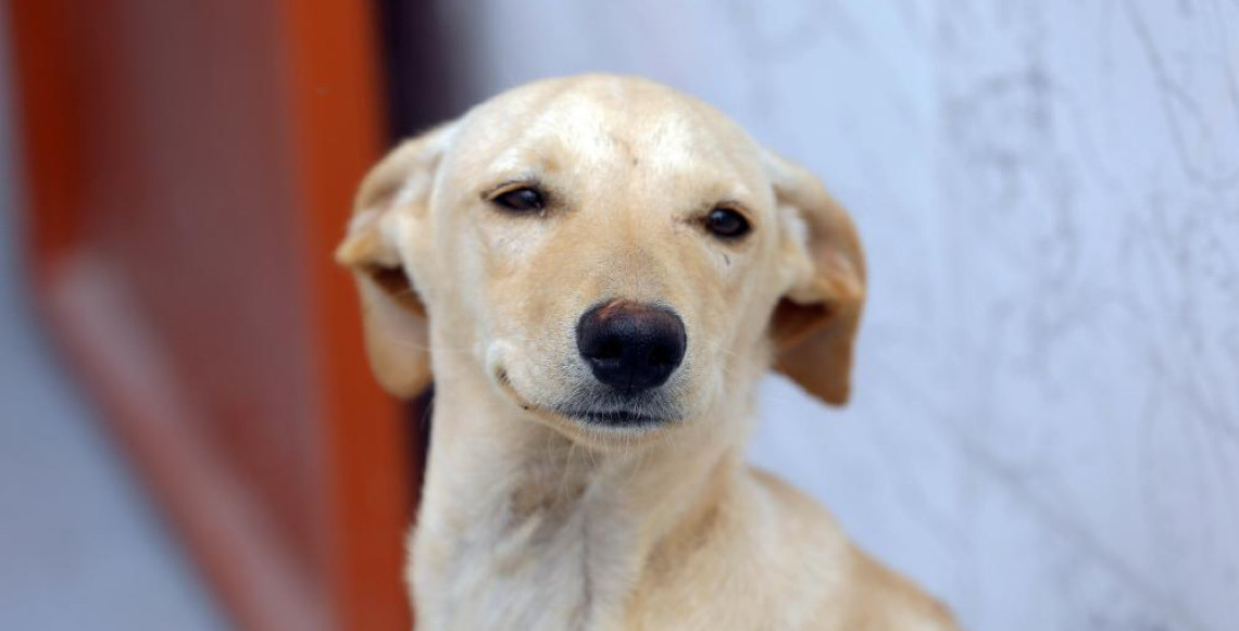 Cartões Ração e Castração: Veja se seu cadastro foi deferido, recurso das habilitações indeferidas vai até terça-feira