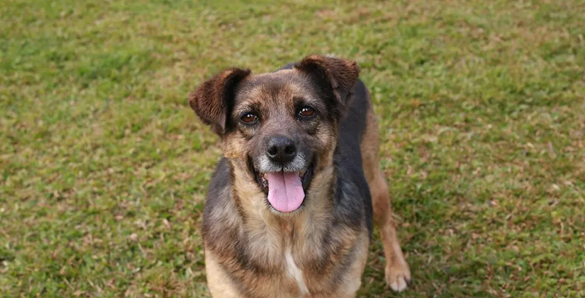 Cães resgatados levam apoio emocional a crianças em tratamento contra o câncer em ação no Câncer Center, em São Paulo