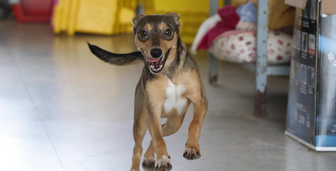 Credenciamento para atender a cartões Ração e Castração está aberto