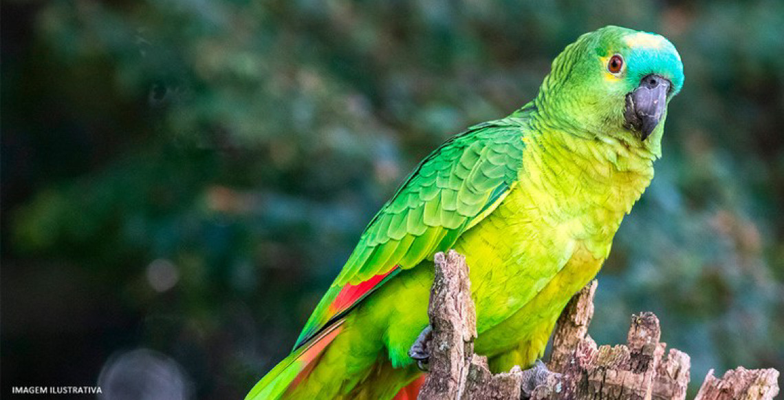 TJ do DF autoriza tutora a manter papagaio após mais de 10 anos de convivência
